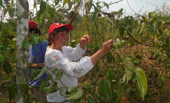 El sacha nichi es una “súper semilla” que busca cultivar la paz en Colombia. Su aceite previene enfermedades cardiovasculares y ayuda a eliminar el colesterol, los triglicéridos y las grasas acumuladas en el organismo. Además, ayuda a la conexión de las neuronas y tiene un alto contenido de proteína. Al mismo, tiempo es una alternativa al cultivo de la coca, ayudando a prevenir el narcotráfico, por lo que cuenta con el apoyo de la ONU. 