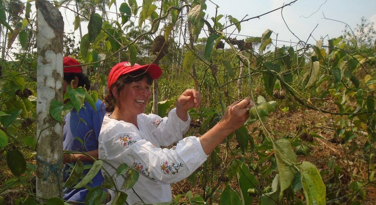 Sacha inchi: la ‘súper semilla’ que busca cultivar la paz en Colombia 