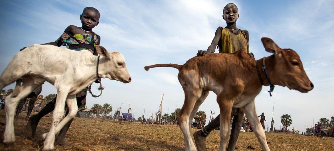 Kuoi Malak et sa sœur, jeunes gardiens de bétail, emmènent leurs veaux vers un champ à Yirol, au Soudan du Sud.