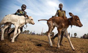 在南苏丹伊罗尔州的一个养牛场中, 年幼的Kuoi Malak和妹妹正在放牛。