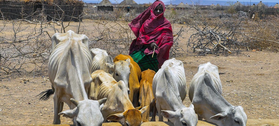 В 2019 году Эфиопия пережила продовольственный кризис. 