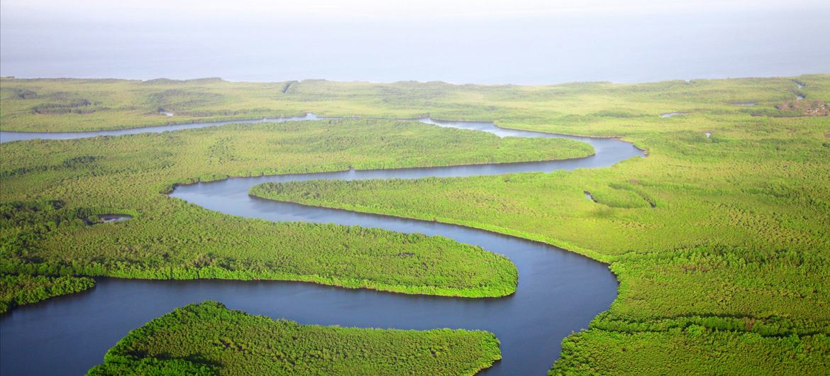 Wetlands in The Gambia.