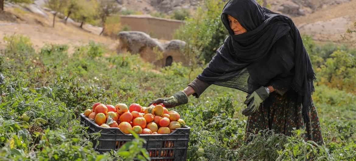 Afghanistan is sinking deeper into socioeconomic crisis, with widening inequalities that are accentuated for women and specific regions.