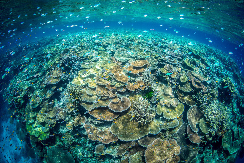 Коралловые рифы обеспечивают среду обитания для рыб и многих животных.