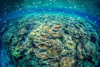 प्रवाल भित्तियाँ, जटिल पारिस्थितिकी प्रणाली होती हैं, जो मछली व अन्य जीवों के लिए मूल्यवान आवास प्रदान करती हैं.