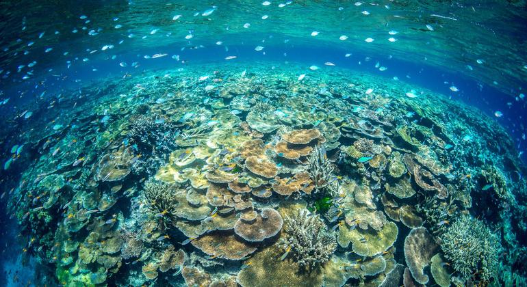 Los arrecifes de coral son ecosistemas complejos que proporcionan un hábitat valioso para los peces y otros animales.