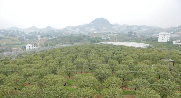 广西金花茶保护区。