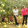 A toranja Shatian do condado de Rong, encontrada no sudeste da Região Autônoma de Guangxi Zhuang, é um exemplo de recurso genético valioso