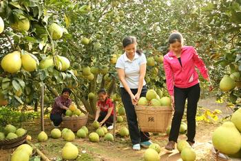 A toranja Shatian do condado de Rong, encontrada no sudeste da Região Autônoma de Guangxi Zhuang, é um exemplo de recurso genético valioso