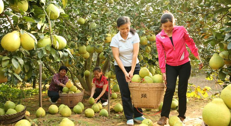 容县沙田柚是广西壮族自治区玉林市容县特产，也是当地宝贵的遗传资源物种。