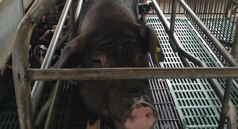 长沙环境保护职业技术学院调查团队在芦溪调查试点物种“湘西黑猪”。
