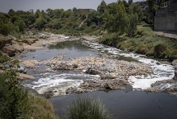 Plastic pollution poses a global threat, devastating ecosystems on land and in water