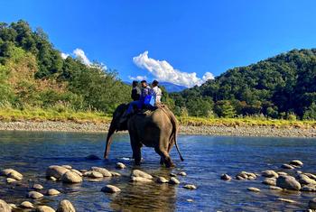 स्वास्थ्यकर्मी, टीकाकरण के लिए हाथियों पर सवार होकर नदी पार कर रहे हैं.