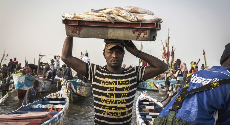 Des pêcheurs sénégalais débarquent les poissons de leurs bateaux pour les vendre sur les marchés locaux et les exporter vers d'autres pays