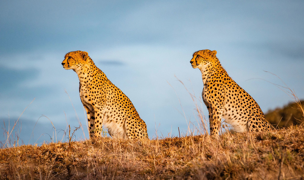 Cheetahs wakiwa wamesimama wakisubiri jua kuchomoza, katika mbuga ya wanyama ya Maasai Mara nchini Kenya.