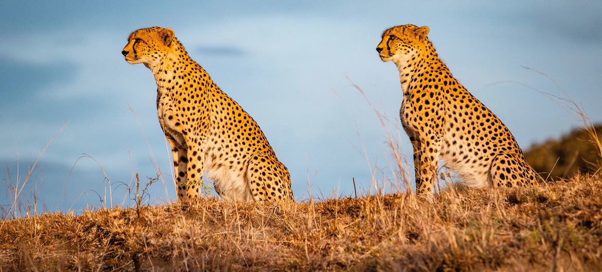Cheetahs stand in wait at sunrise, in the Maasai Mara national park in Kenya.