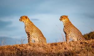 Cheetahs stand in wait at sunrise, in the Maasai Mara national park in Kenya.