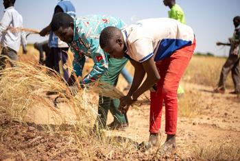 A green wall to promote peace and restore nature in Africa’s Sahel region.