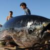 在摩洛哥丹吉尔，一条蓝鳍金枪鱼被捕获并拖上岸。