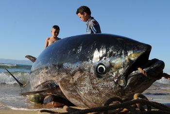 Um atum vermelho capturado e puxado para a costa em Tânger, Marrocos