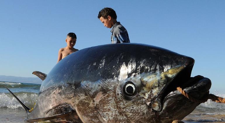 Un atún rojo capturado y sacado a tierra en Tánger, Marruecos.