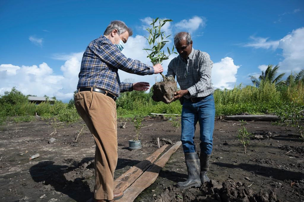 Генеральный секретарь ООН Антониу Гутерриш сажает мангровое дерево на участке восстановления мангровых зарослей в Суринаме.