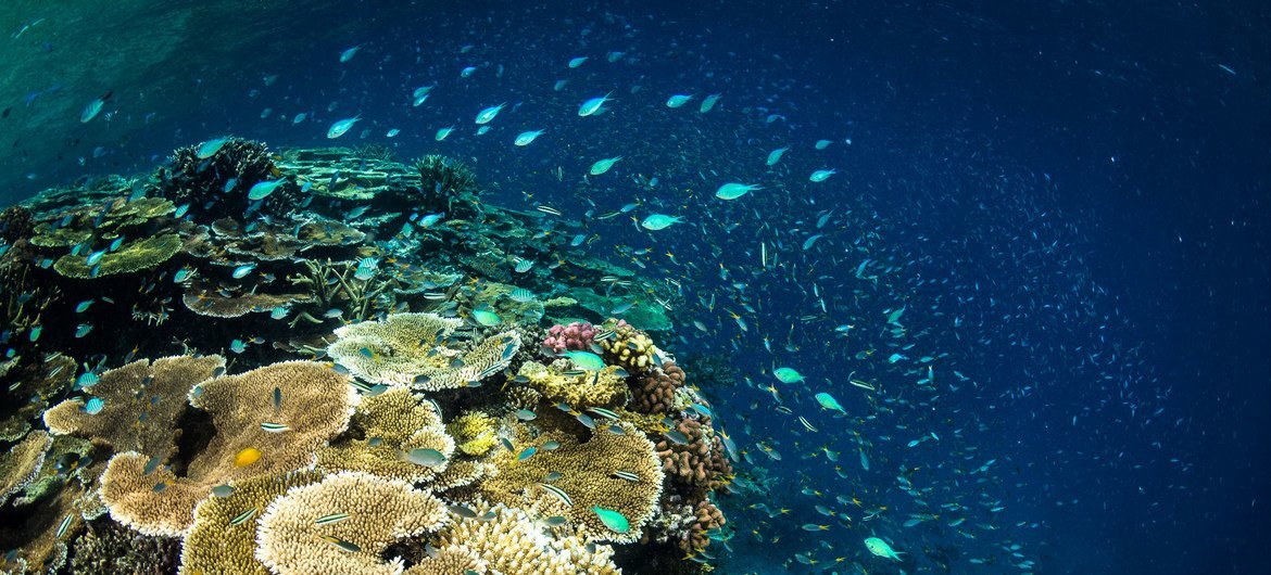 Barrera de arrecifes en Australia