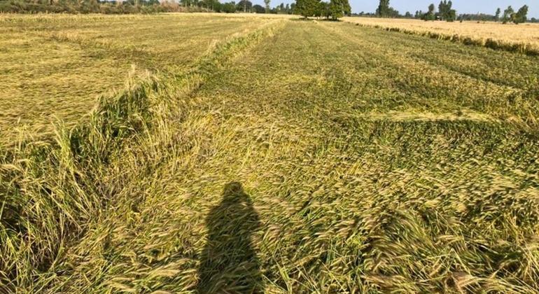 मध्य प्रदेश के सीहोर का एक खेत, जहाँ लू की वजह से फ़सलें बर्बाद हो गई हैं.