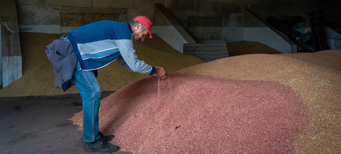 A Iniciativa de Grãos do Mar Negro pede a viabilização de uma navegação segura para a exportação dos fertilizantes incluindo de amônia. O transporte de amônia dos portos ucranianos ainda não começou.