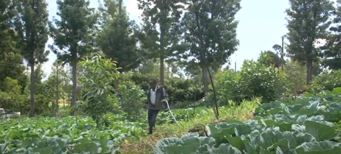 Mkulima anafanya kazi katika shamba la mboga nchini Kenya, akiwa amezungukwa na safu za kabichi na mazao mengine, huku miti ikiwa nyuma.