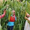 टिकाऊ खेती बहाल करने की अपनी दूरदर्शिता से स्वतंत्रि ने पूरे इलाक़े का रूप ही बदल दिया.