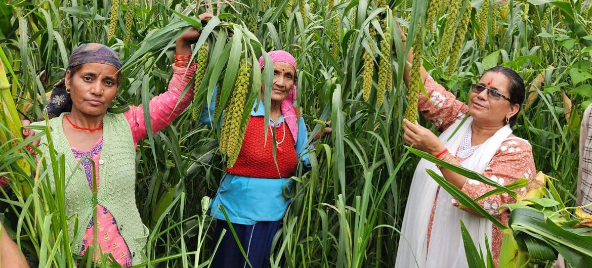 तीन भारतीय महिलाएं हरे-भरे खेत में बाजरे के लंबे पौधों की जांच कर रही हैं।