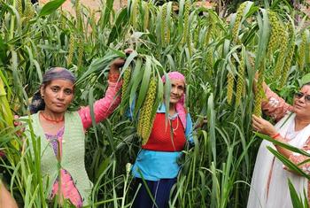 तीन भारतीय महिलाएं हरे-भरे खेत में बाजरे के लंबे पौधों की जांच कर रही हैं।