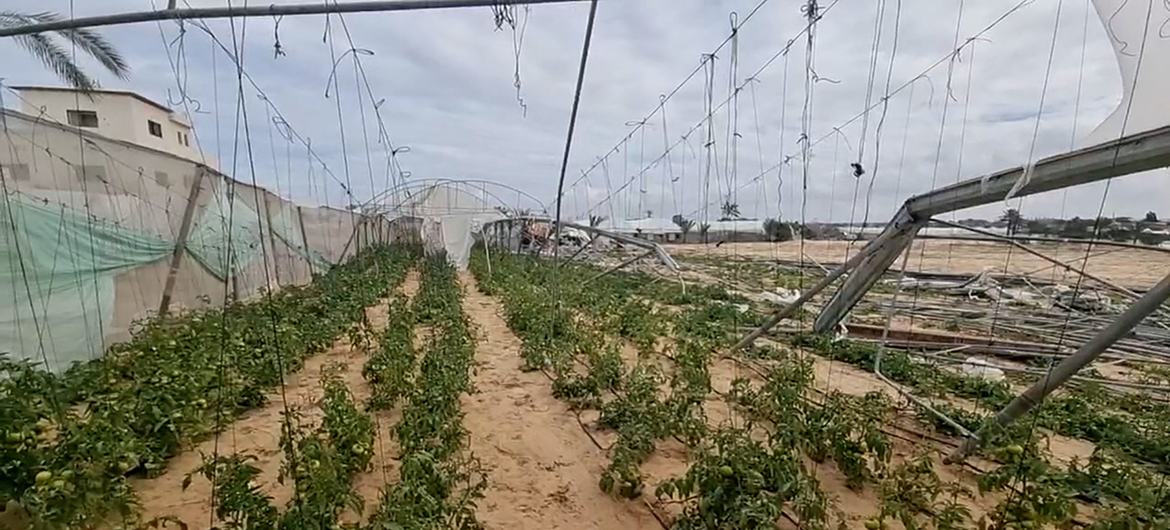 دفيئة زراعية متضررة ذات تربة مغطاة بالرمل ونباتات طماطم في قطاع غزة