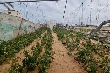 تمثل الأراضي الزراعية في قطاع غزة شريان حياة مهما لسكانه، حيث تضمن الأمن الغذائي وتوفر فرص عمل لآلاف العمال. ولكن الحرب في القطاع ألحقت أضرارا بالغة بالأراضي الزراعية.