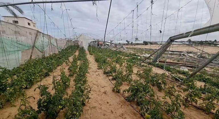 إعادة بناء القطاع الزراعي في غزة: رحلة طويلة نحو التعافي واستعادة الأمل