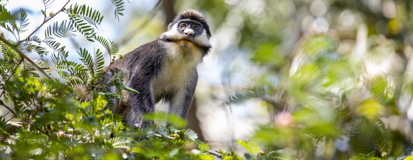 La fauna de la reserva de Okapis en la República Democrática del Congo.