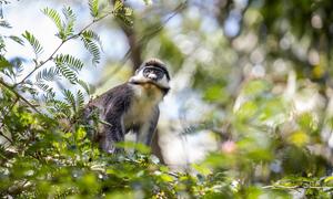 The wildlife in the Okapi reserve in the Democratic Republic of the Congo.