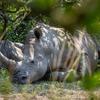 Cerca de 1 milhão de espécies de plantas e animais à beira da extinção