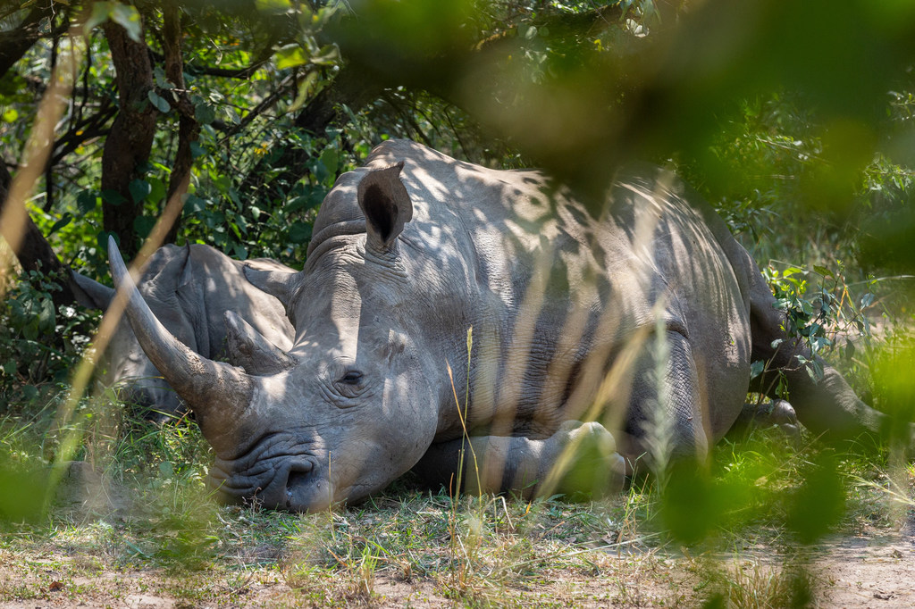Une mère rhinocéros et son petit dorment à l'ombre au Ziwa Rhine and Wildlife Ranch en Ouganda.© UNDP/Gregoire Dubois Une mère rhinocéros et son petit dorment à l'ombre au Ziwa Rhine and Wildlife Ranch en Ouganda.