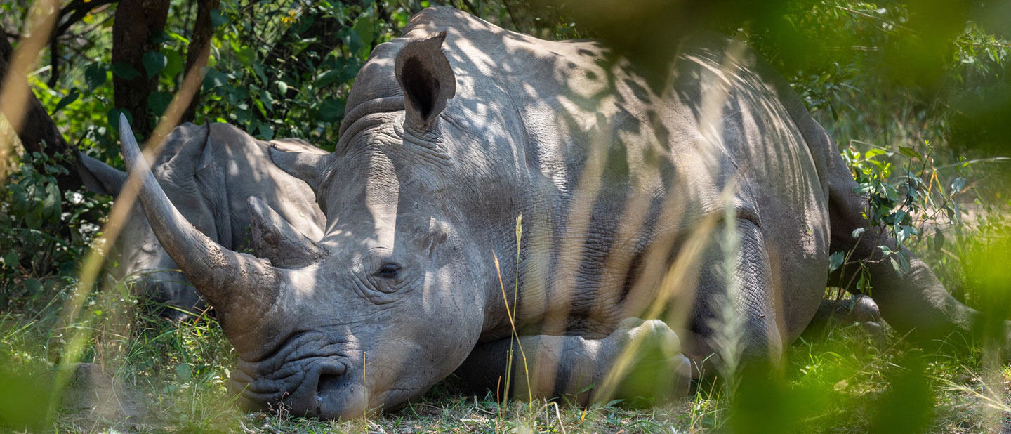 A mother rhino and her calf are sleeping in the shade at the Ziwa Rhine and Wildlife Ranch in Uganda.