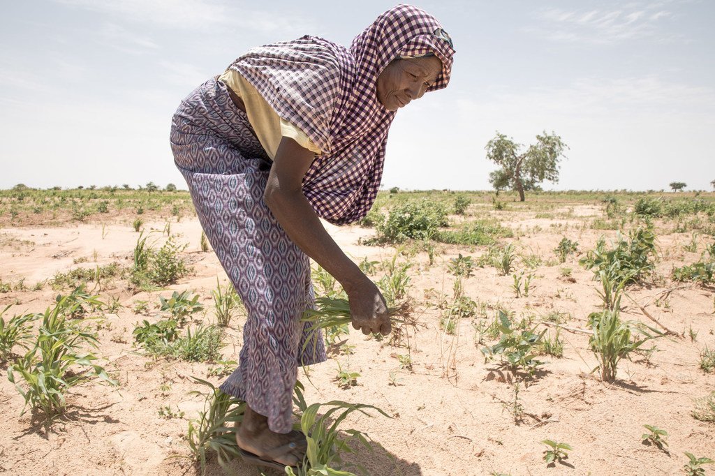Бенефициар WFP Бана Майвасса пропалывает свой сад в деревне Думана Ара, регион Маради, Нигер.