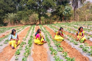 भारत में संयुक्त राष्ट्र विकास कार्यक्रम (UNDP), वन अधिकार अधिनियम लागू करने के लिए, ओडिशा सरकार के साथ मिलकर काम कर रहा है.