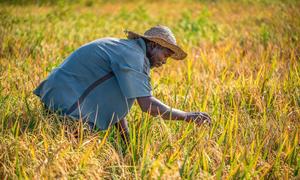 Un campesino cuida su siembra en Nigeria.