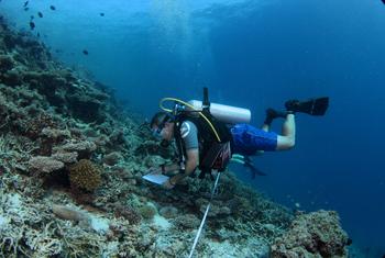 2015 年，格里姆斯迪奇（Gabriel Grimsditch）在马尔代夫北阿里环礁调查珊瑚的健康状况。