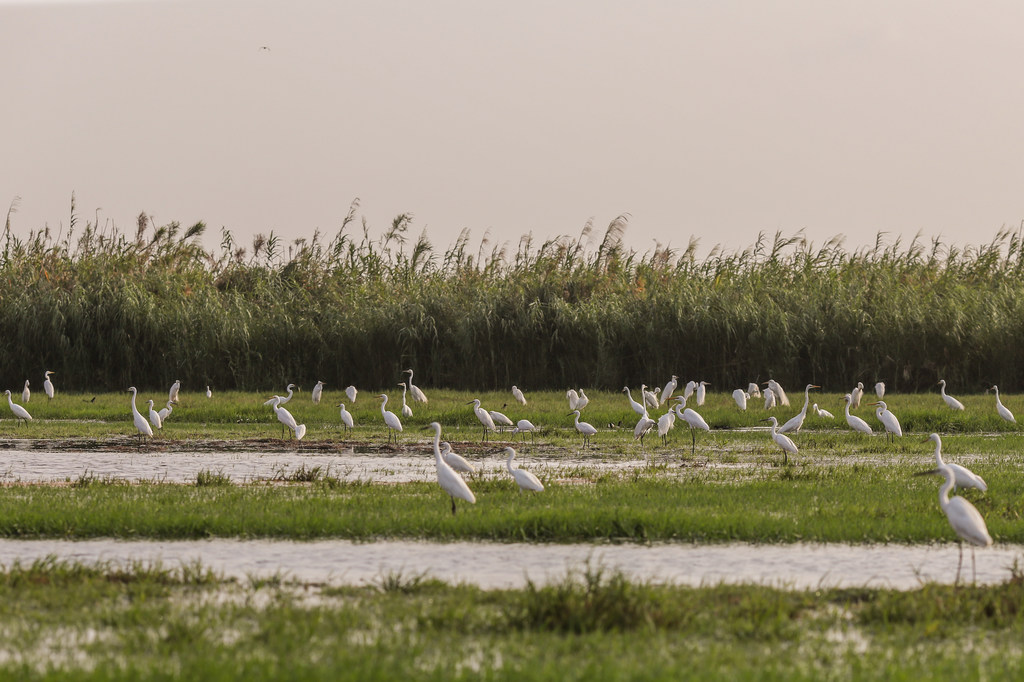 印度一处湿地的候鸟。
