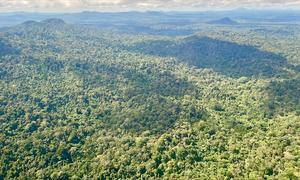 La Reserva Natural Central de Surinam comprende 1,6 millones de hectáreas de bosque tropical primario en la zona centro-occidental del país.