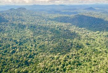 La Reserva Natural Central de Surinam comprende 1,6 millones de hectáreas de bosque tropical primario en la zona centro-occidental del país.