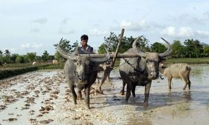 A young farmer plows a paddy field with buffaloes in Kandal province, Cambodia.