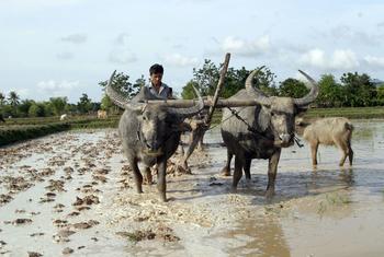 A young farmer plows a paddy field with buffaloes in Kandal province, Cambodia.